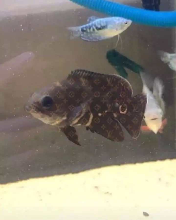 ikan peliharaan nyeleneh © 2021 Instagram ikan peliharaan nyeleneh © 2021 Instagram