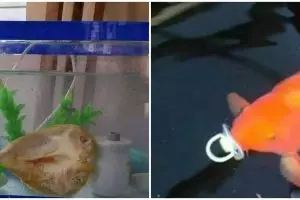 10 Penampakan nyeleneh ikan peliharaan ini bikin bingung lihatnya
