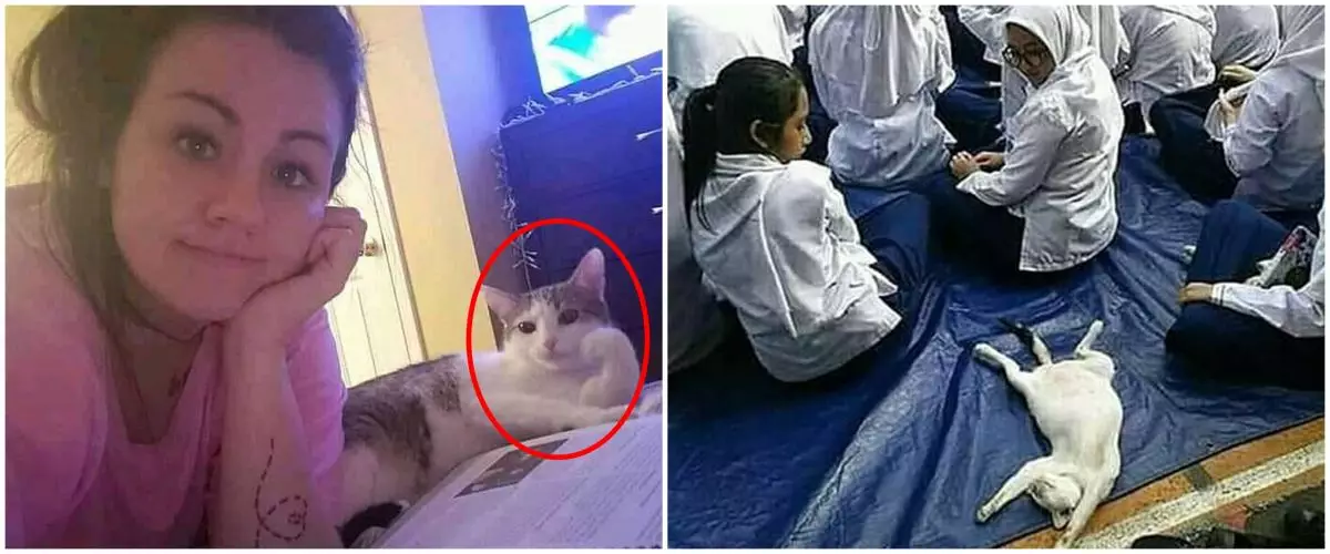 10 Aksi lucu kucing cari perhatian ini bikin tepuk jidat
