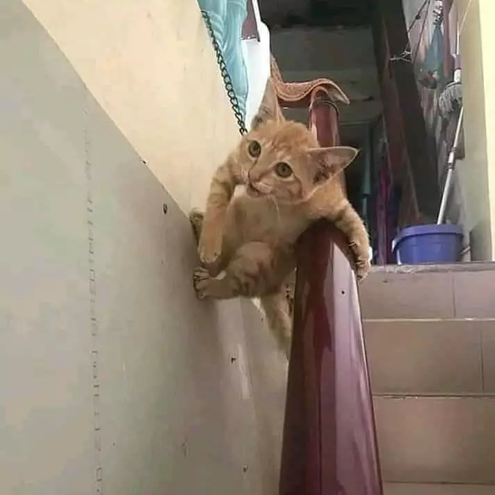 kucing cari perhatian © 2021 Instagram kucing cari perhatian © 2021 Instagram