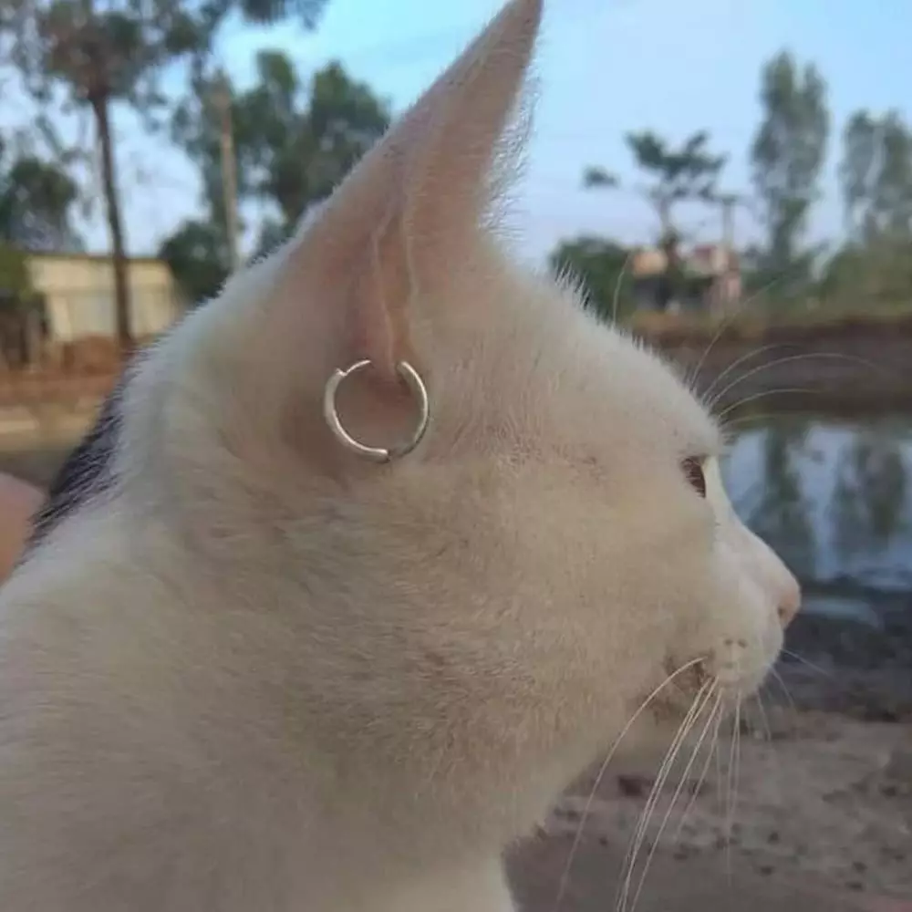 kucing cari perhatian © 2021 Instagram kucing cari perhatian © 2021 Instagram