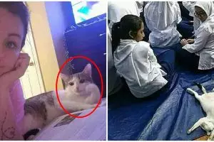 10 Aksi lucu kucing cari perhatian ini bikin tepuk jidat