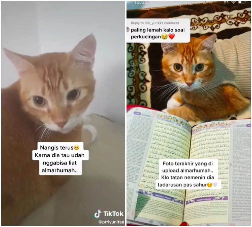 kucing sedih ditinggal majikan © 2021 TikTok