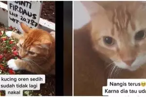 Viral video kucing sedih ditinggal pemilik, termenung di makam
