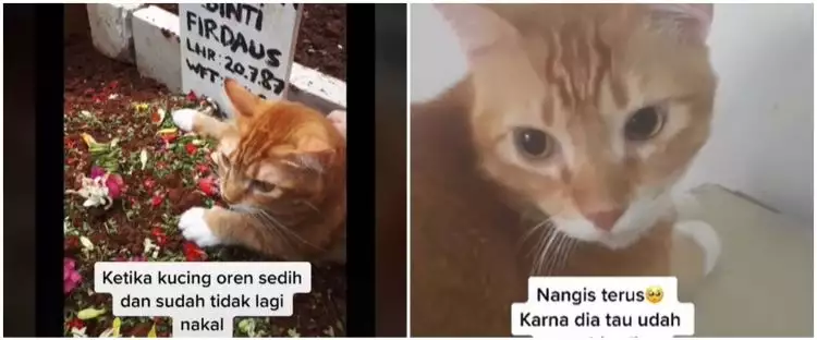 Viral video kucing sedih ditinggal pemilik, termenung di makam