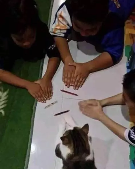 kucing asyik bermain © berbagai sumber