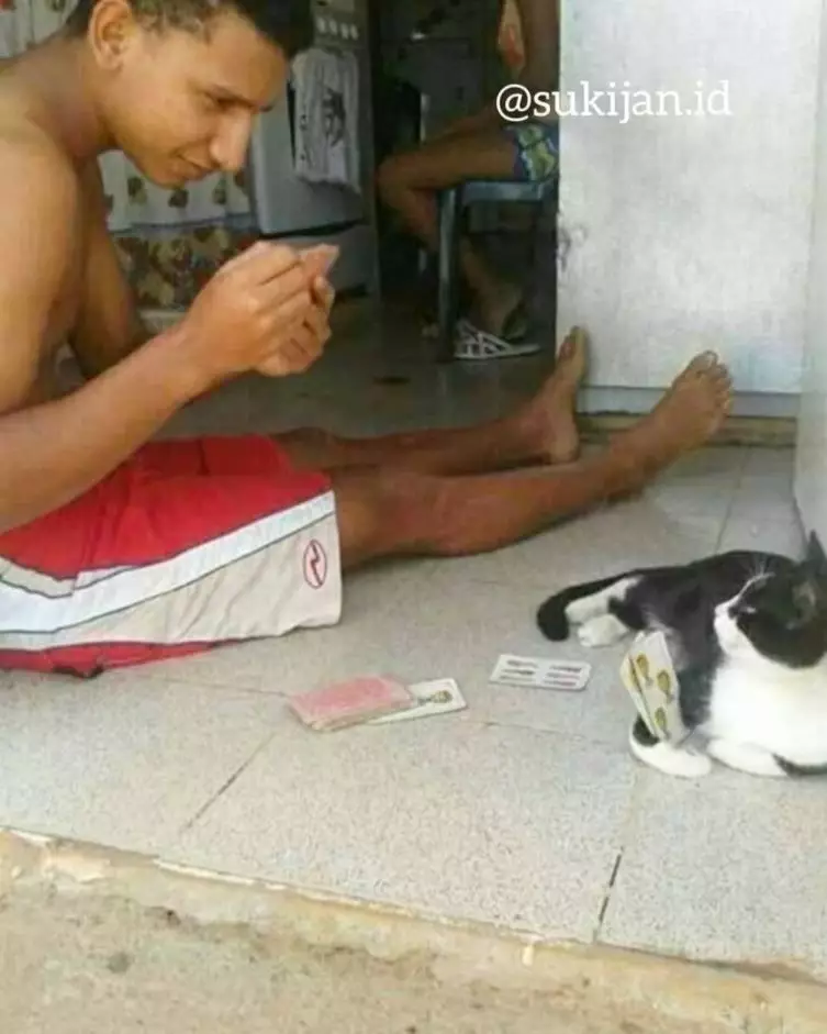 kucing asyik bermain © berbagai sumber