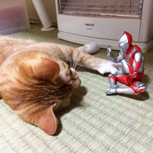 kucing asyik bermain © berbagai sumber