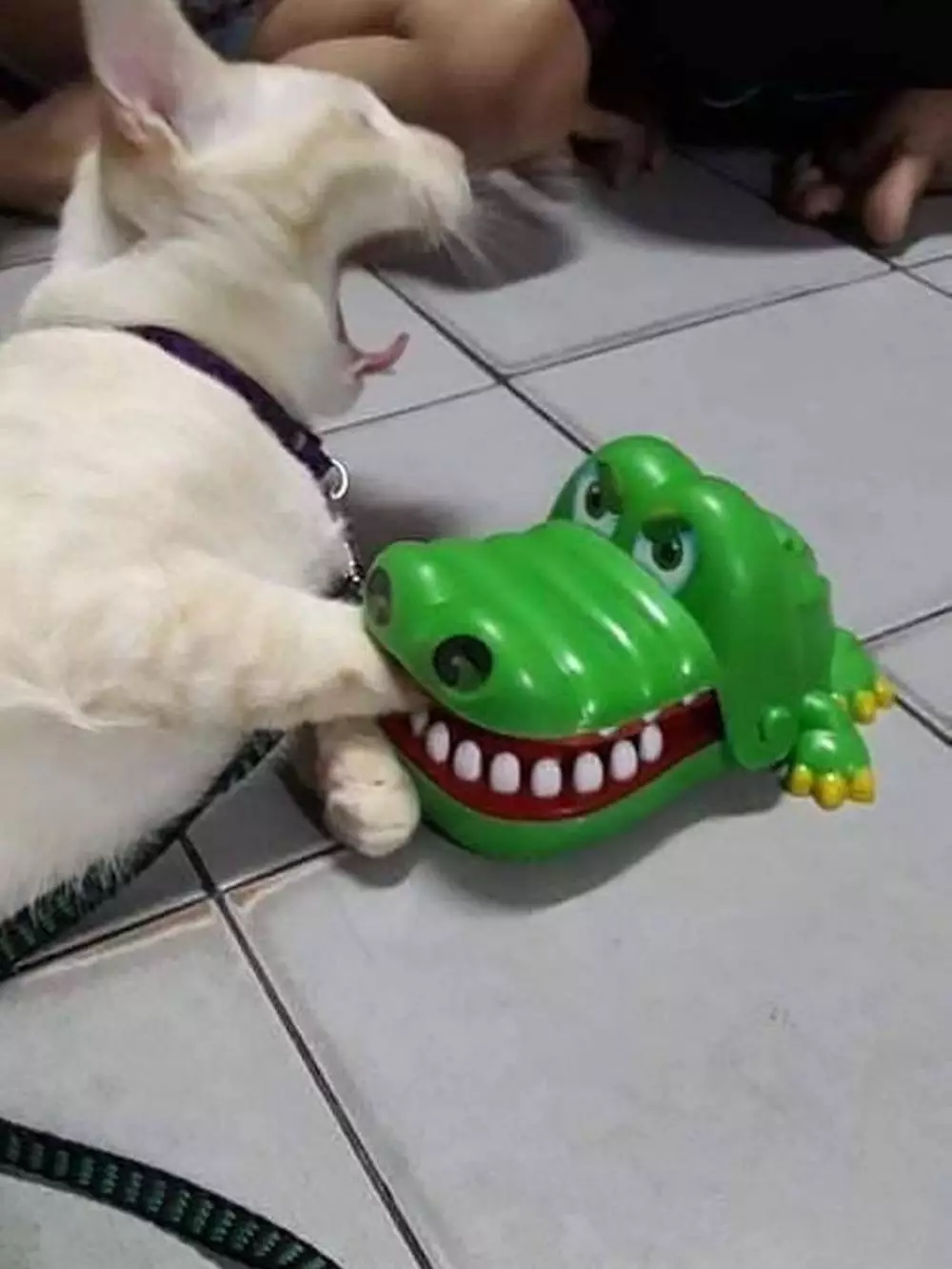 kucing asyik bermain © berbagai sumber