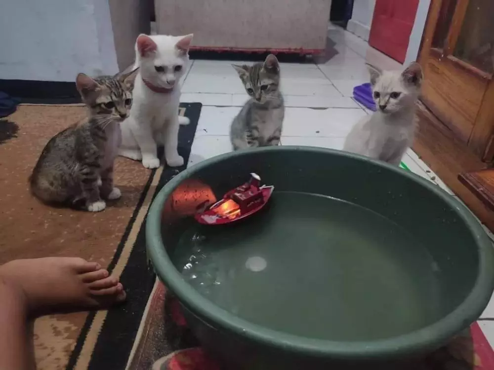 kucing asyik bermain © berbagai sumber