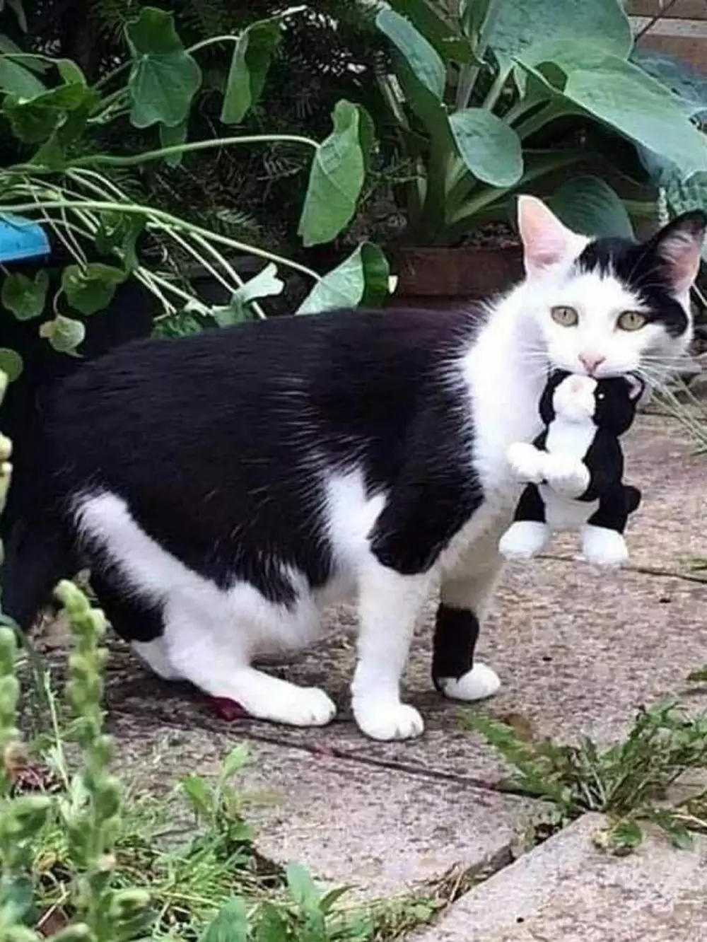 kucing asyik bermain © berbagai sumber