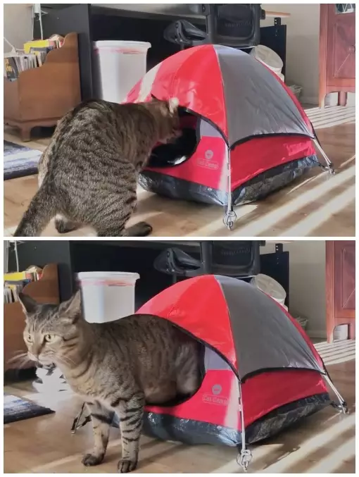 kucing asyik bermain © berbagai sumber