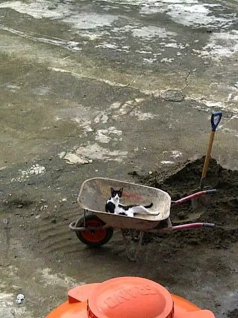 kucing asyik bermain © berbagai sumber