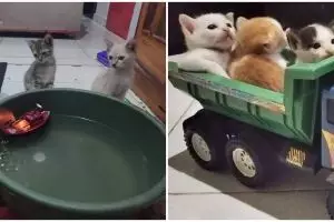 11 Potret lucu kucing asyik bermain ini bikin nyengir tipis