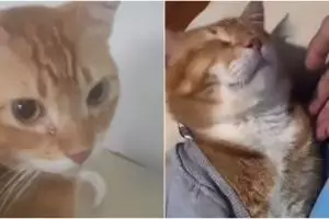Viral kisah kucing menangis usai ditinggal pemilik meninggal dunia