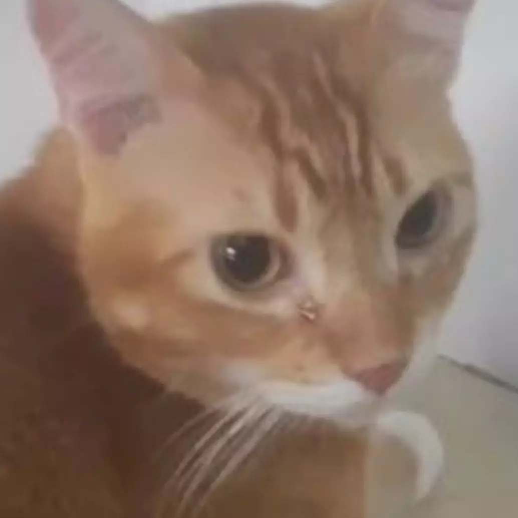 Viral kisah kucing menangis usai ditinggal pemilik meninggal dunia