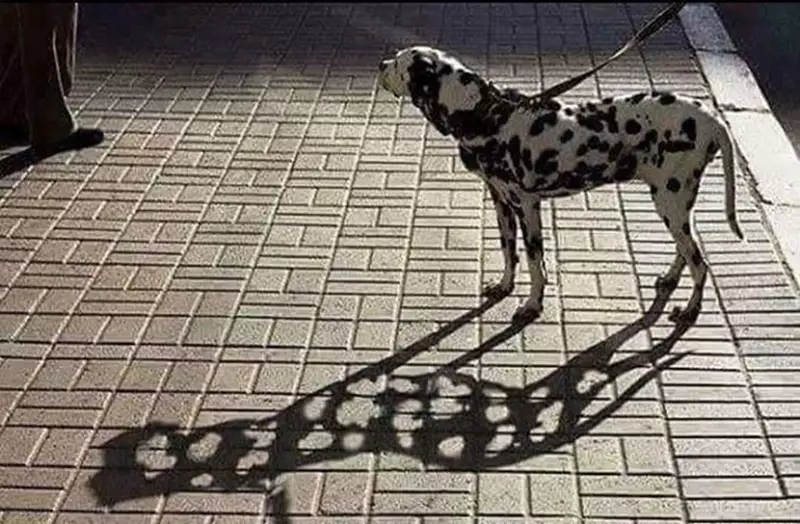 bayangan absurd © 2021 berbagai sumber