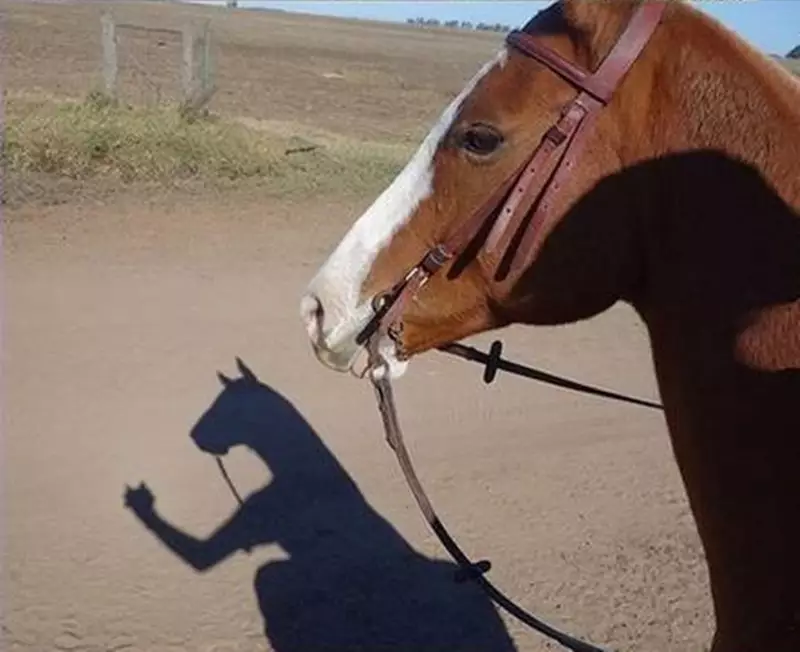 bayangan absurd © 2021 berbagai sumber