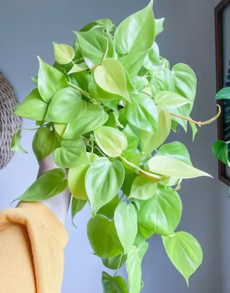 tanaman dengan hidrogel © 2021 brilio.net