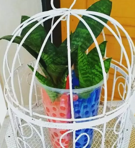 tanaman dengan hidrogel © 2021 brilio.net