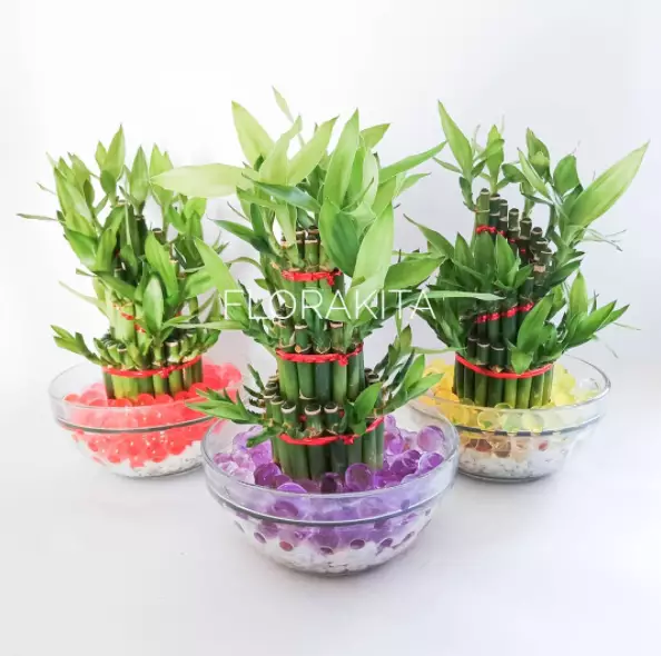 tanaman dengan hidrogel © 2021 brilio.net