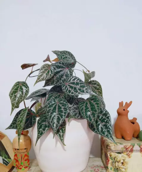 tanaman dengan hidrogel © 2021 brilio.net