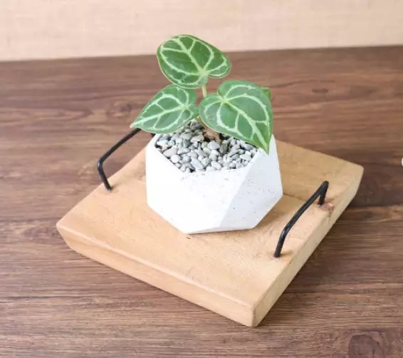 tanaman dengan hidrogel © 2021 brilio.net