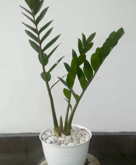 tanaman dengan hidrogel © 2021 brilio.net