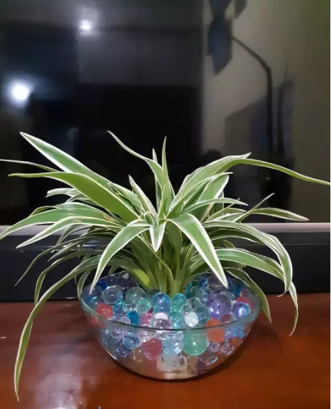 tanaman dengan hidrogel © 2021 brilio.net