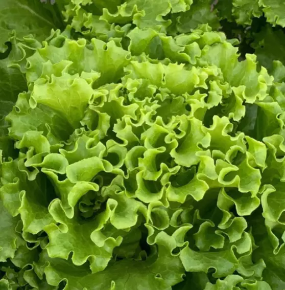 tanaman dengan hidrogel © 2021 brilio.net