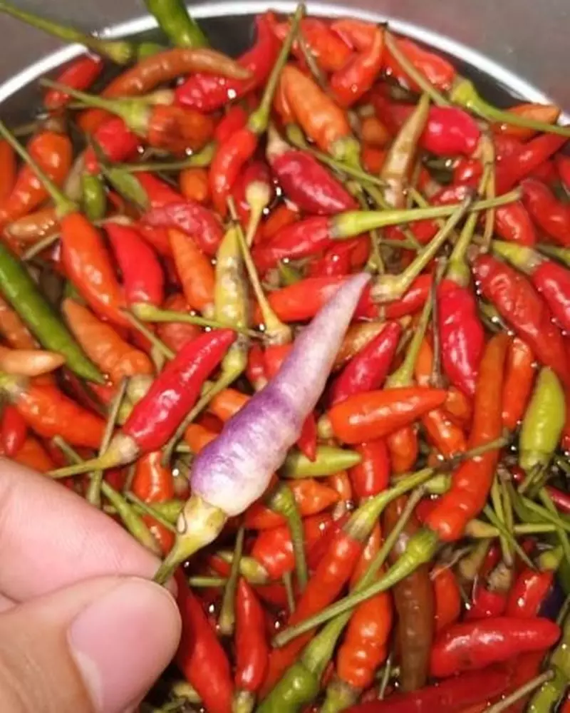 kreasi nyeleneh cabai © 2021 Instagram