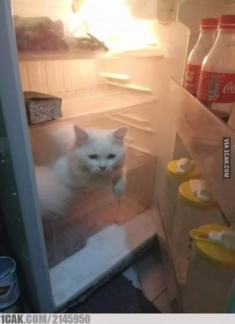 potret lucu isi kulkas © 2021 berbagai sumber