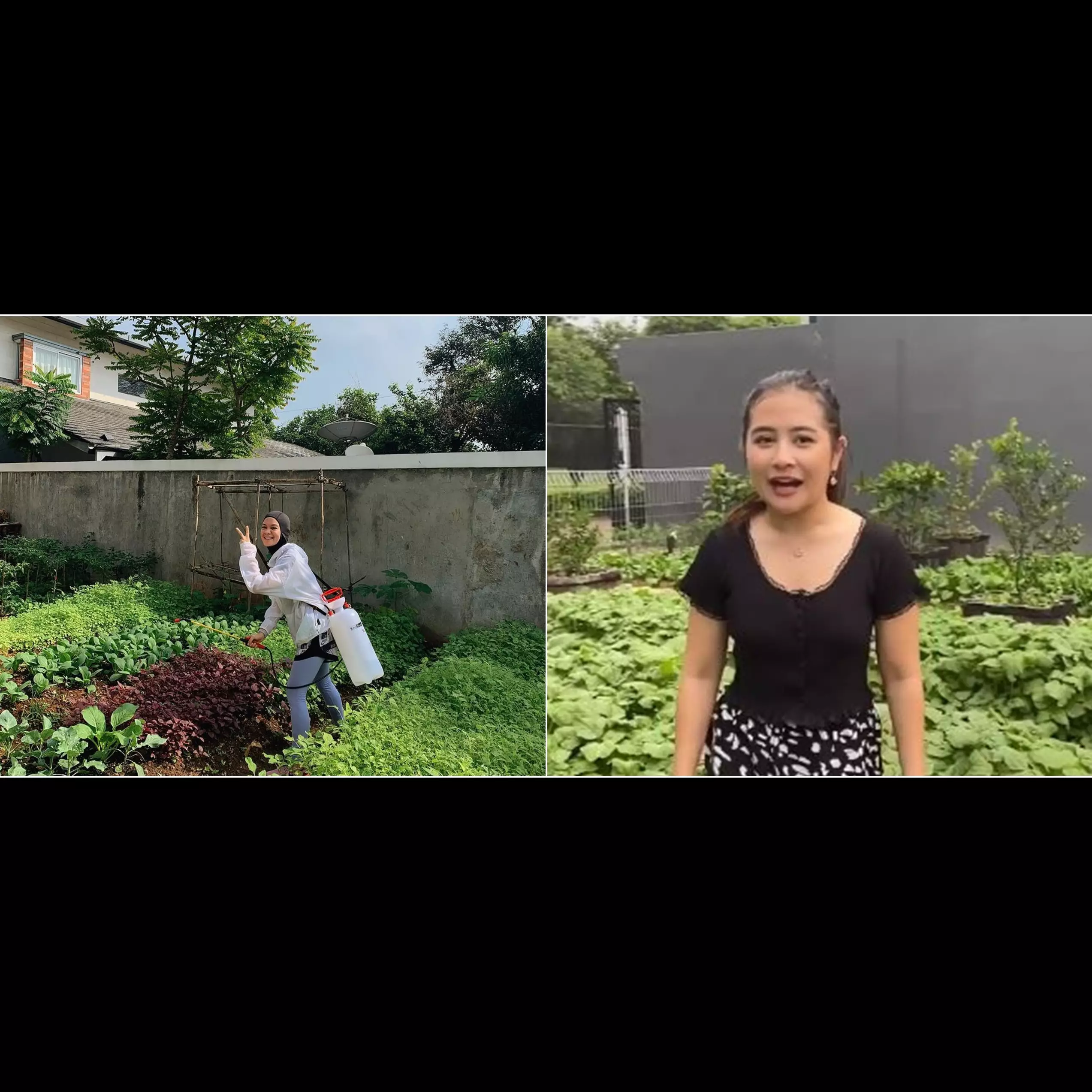 Penampakan kebun sayur di rumah 8 seleb, milik Prilly curi perhatian