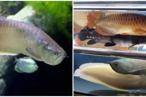 8 Jenis ikan arwana yang cocok mempercantik akuarium di rumah