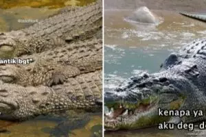 95 Kata-kata gombal buaya darat, bikin cewek geleng kepala