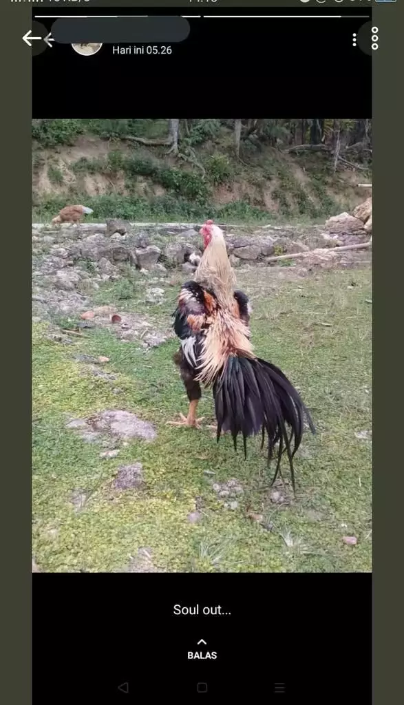 promosi dagangan di status WA © berbagai sumber