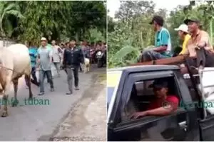 Viral pria beri seserahan nikah pakai gabah 7 mobil dan hewan ternak