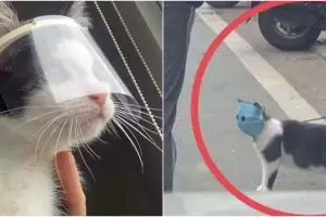 20 Potret lucu kucing taat protokol kesehatan, kocak