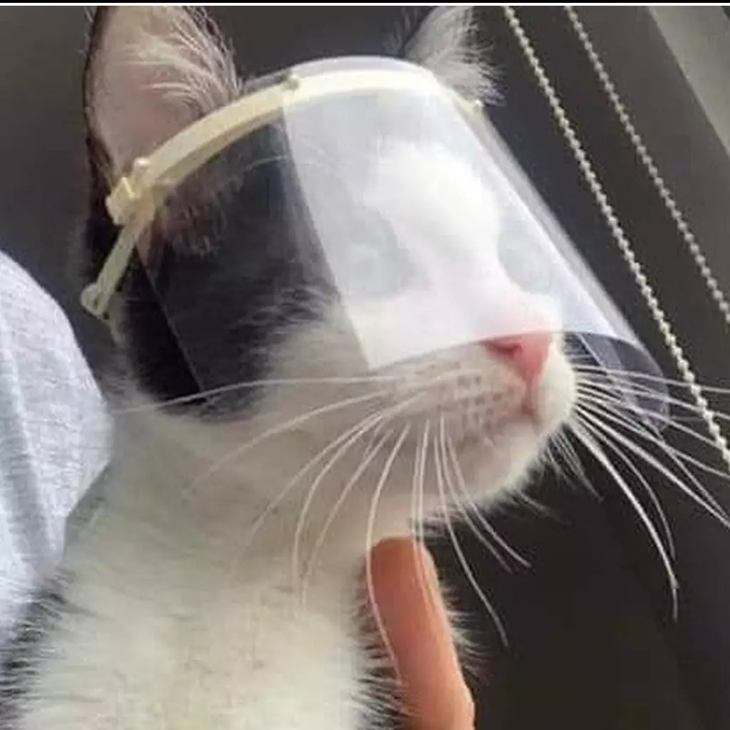 20 Potret lucu kucing taat protokol kesehatan, kocak