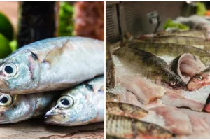 6 Cara memilih ikan yang segar dan berkualitas baik