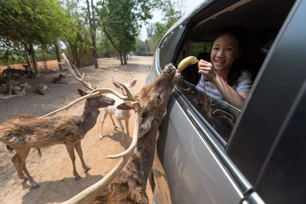 santafe_previe istimewa