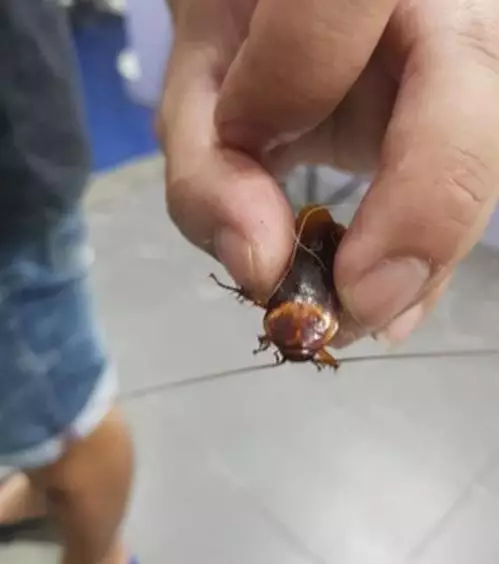 bawa kecoak ke dokter hewan Berbagai sumber