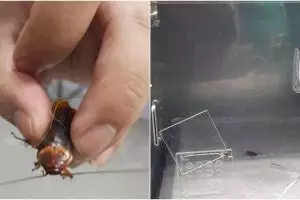 Viral kisah pemuda bawa kecoak terluka ke dokter hewan