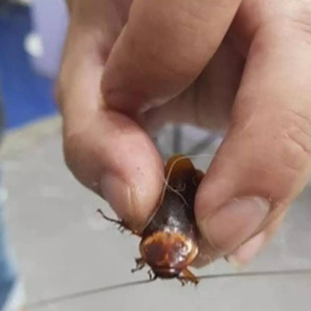 Viral kisah pemuda bawa kecoak terluka ke dokter hewan