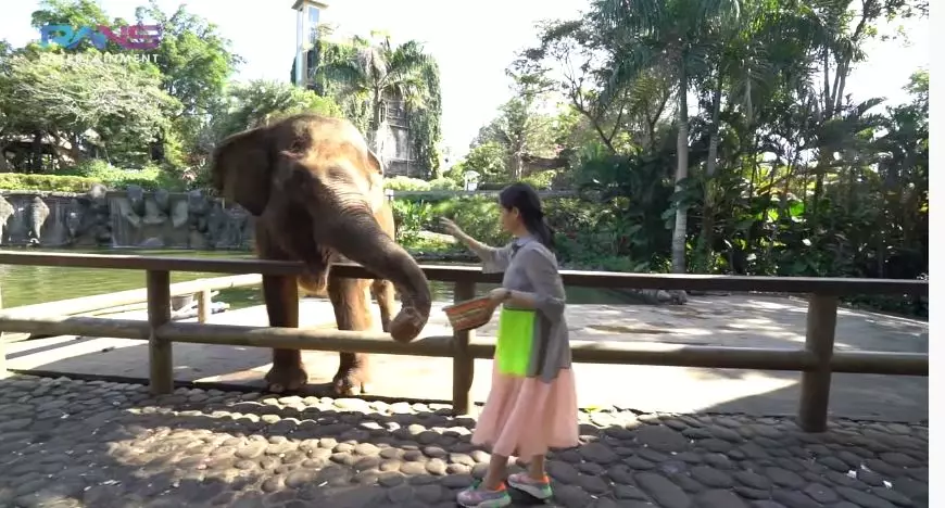 Momen Nagita ngidam ketemu gajah © 2021 brilio.net