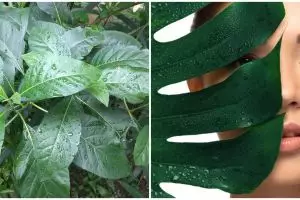 17 Manfaat daun Afrika untuk kesehatan dan kecantikan, atasi jerawat