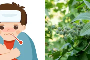 8 Manfaat daun jarak bagi kesehatan, turunkan demam pada anak