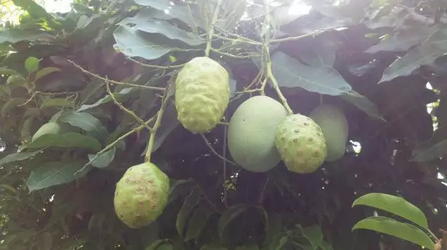 cara nyeleneh amankan mangga © 2021 berbagai sumber cara nyeleneh amankan mangga © 2021 berbagai sumber