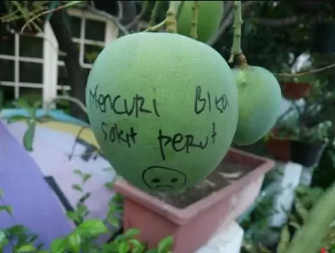 cara nyeleneh amankan mangga © 2021 berbagai sumber cara nyeleneh amankan mangga © 2021 berbagai sumber