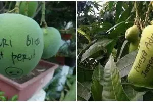 10 Cara nyeleneh orang amankan mangga di pohon ini absurd abis